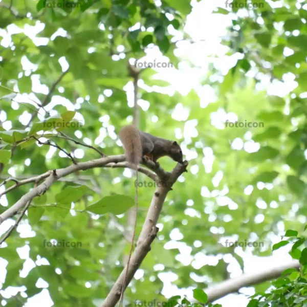 plantain squirrel walking on tree branch plantain squirrel walking on tree branch