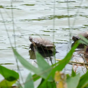 red-eared sliders turtle resting on a stone Red-Eared Slider Turtle Stock Images Series A006