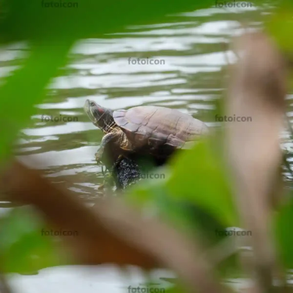 Red-Eared Slider Turtle Stock Images Series A006
