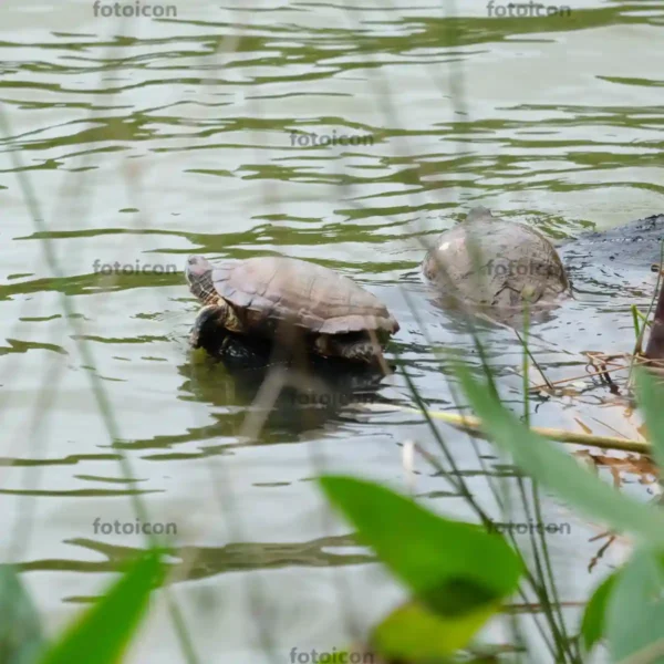 Red-Eared Slider Turtle Stock Images Series A006