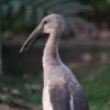 asian openbill stork embracing golden hour