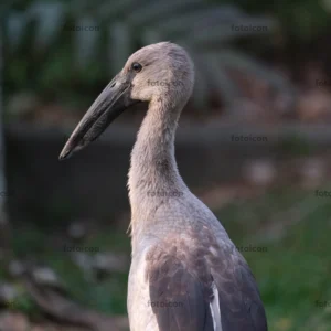 asian openbill stork embracing golden hour asian openbill stork embracing golden hour