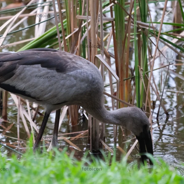 asian openbill stork foraging for food in waters