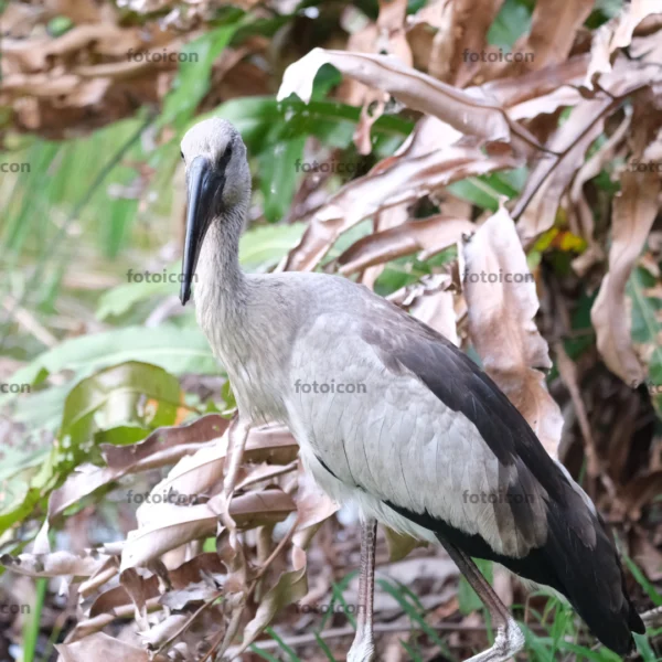 asian openbill stork looking at camera in the wild