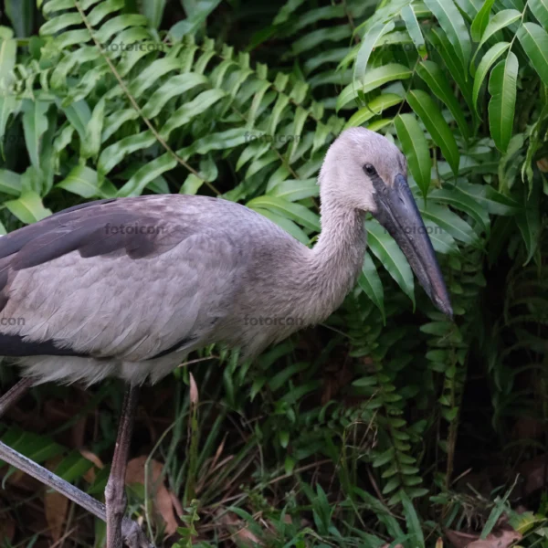 asian openbill stork moving in the wild