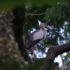 asian openbill stork standing on a tree