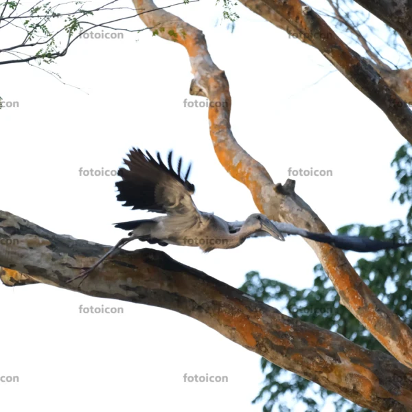 asian openbill stork taking flight from tree
