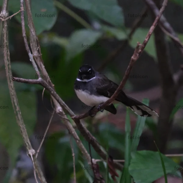 malaysian pied fantail looking at camera from bush