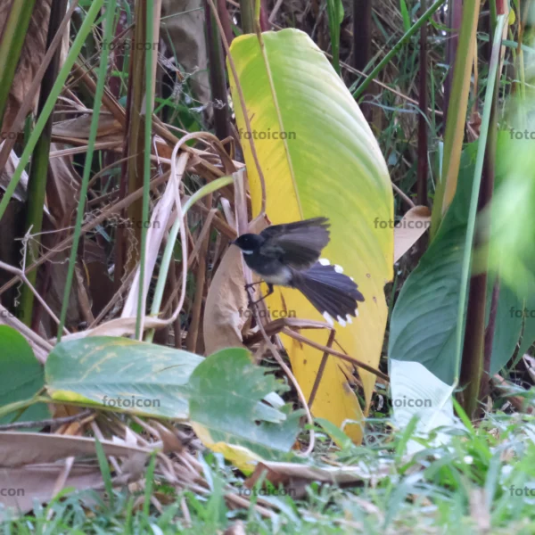 malaysian pied fantail mid flight