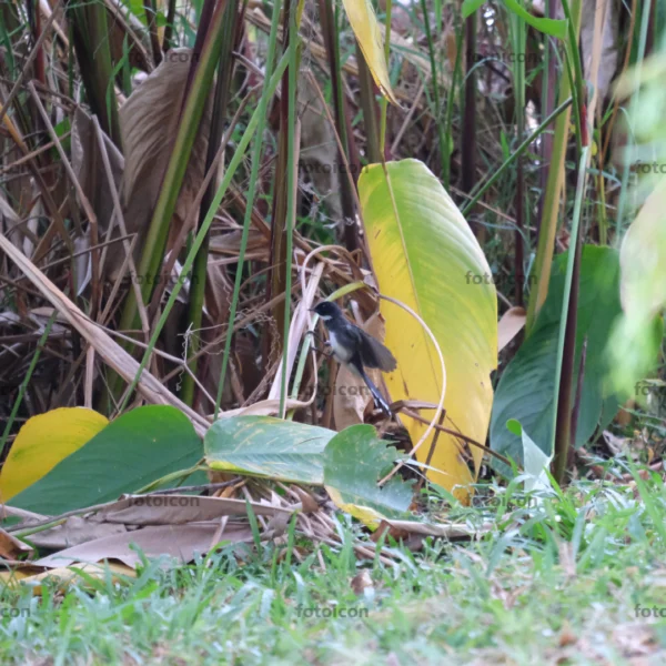 malaysian pied fantail opening wings