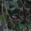malaysian pied fantail standing on branch