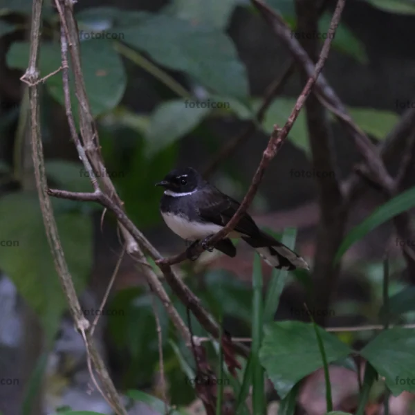 malaysian pied fantail standing on branch
